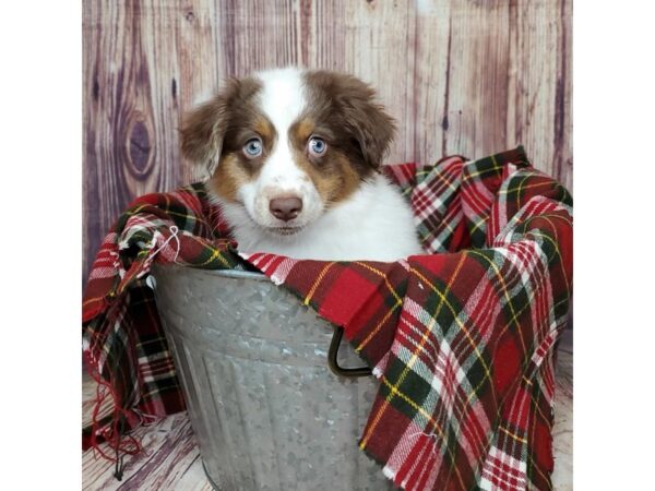 Miniature Australian Shepherd DOG Male Red 16745 Petland Fairfield, Ohio