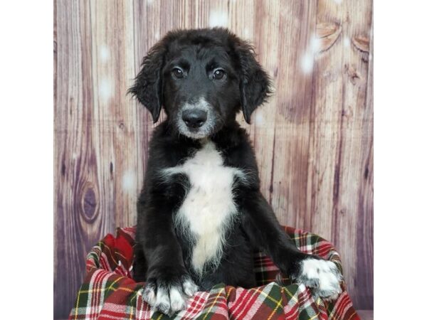 Poodle/Anatolian Shepherd-DOG-Male-Black-16749-Petland Fairfield, Ohio