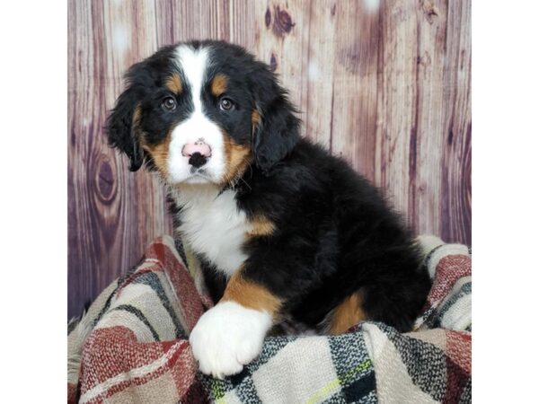 Bernese Mountain Dog DOG Male Black Tri 16751 Petland Fairfield, Ohio