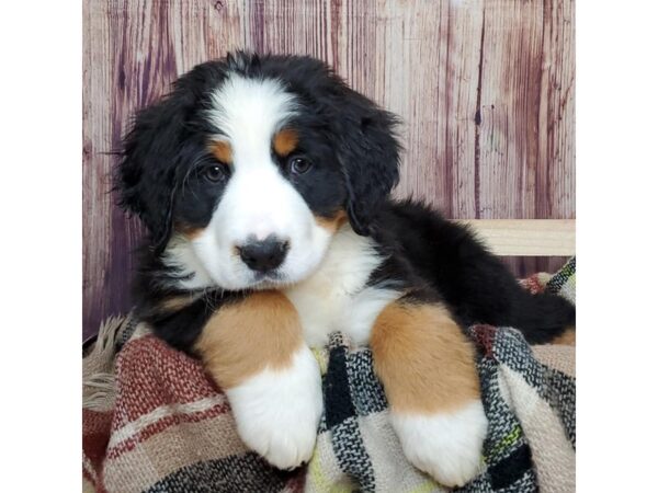 Bernese Mountain Dog DOG Female Black Tri 16752 Petland Fairfield, Ohio