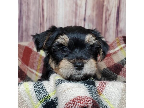 Havanese/Yorkshire Terrier-DOG-Male-Black/Tan-16753-Petland Fairfield, Ohio