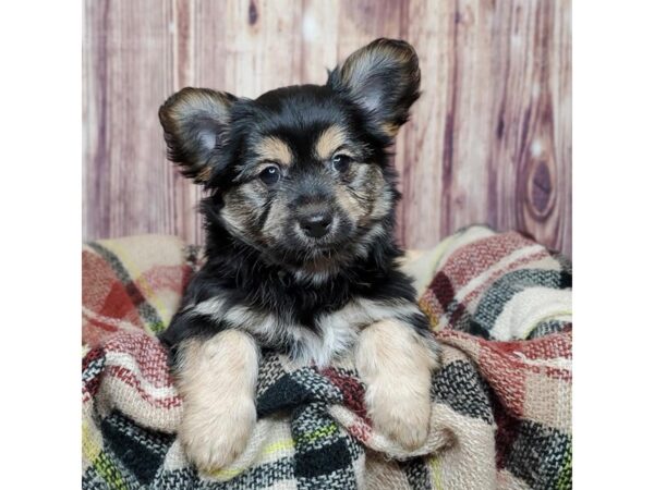 Havanese/Yorkshire Terrier-DOG-Female-Black/Tan-16754-Petland Fairfield, Ohio