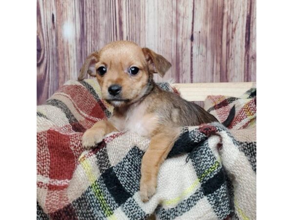 Chorkie-DOG-Male-Tan-16755-Petland Fairfield, Ohio