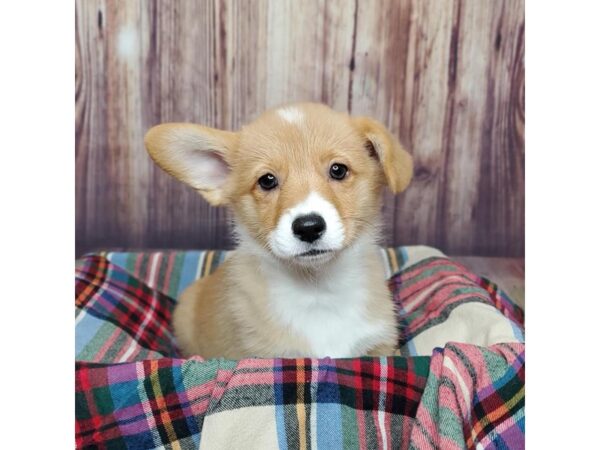 Pembroke Welsh Corgi DOG Male Sable / White 16747 Petland Fairfield, Ohio