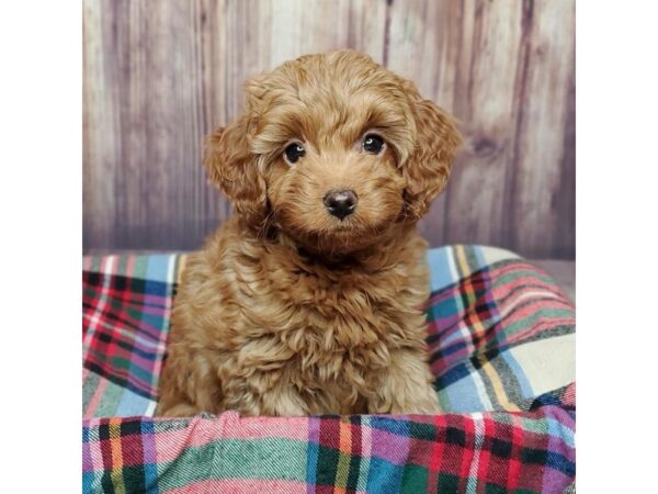 Cock A Poo 2nd Gen-DOG-Male-Red-16740-Petland Fairfield, Ohio