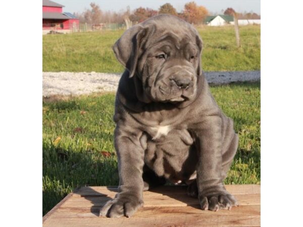 Neapolitan Mastiff DOG Female Blue 16759 Petland Fairfield, Ohio