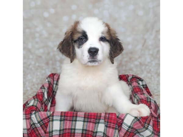 Saint Bernard DOG Female Mahogany / White 16760 Petland Fairfield, Ohio