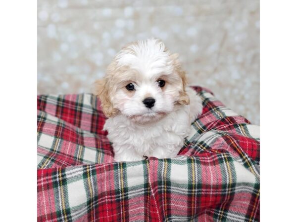 Cavachon DOG Female Red / White 16757 Petland Fairfield, Ohio