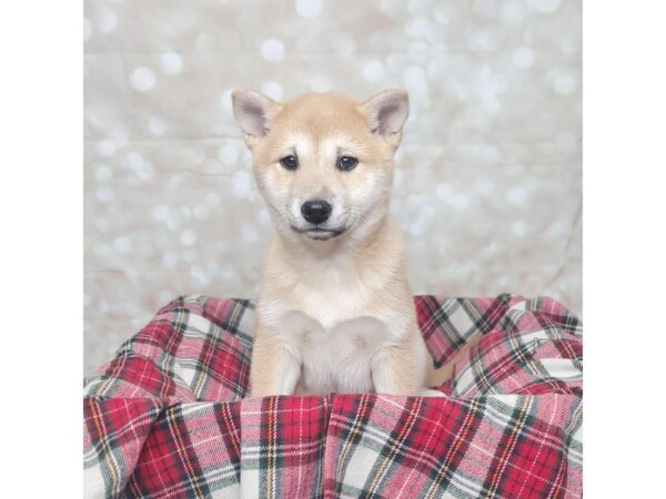 Shiba Inu DOG Female Red / White 16758 Petland Fairfield, Ohio