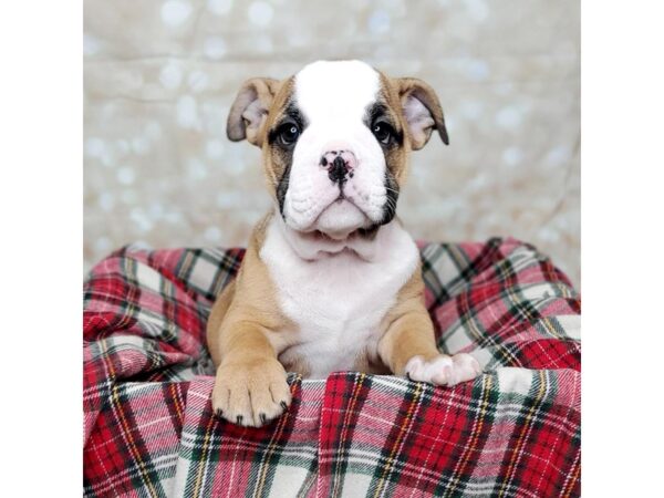 English Bulldog-DOG-Female-Tan/White-16761-Petland Fairfield, Ohio