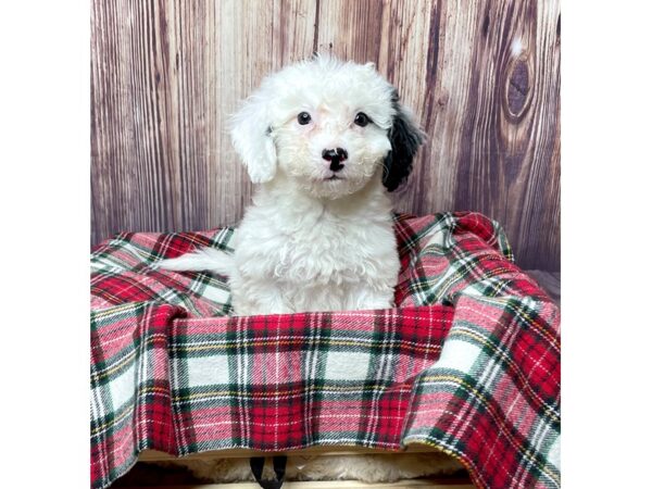 Mini Sheepadoodle-DOG-Female-Black/White-16778-Petland Fairfield, Ohio