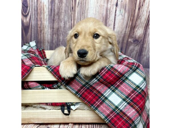 Golden Retriever DOG Female Dark Golden 16777 Petland Fairfield, Ohio