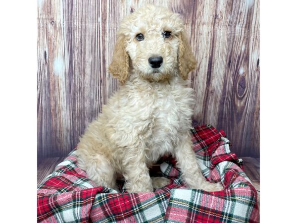 Goldendoodle DOG Female Golden 16776 Petland Fairfield, Ohio