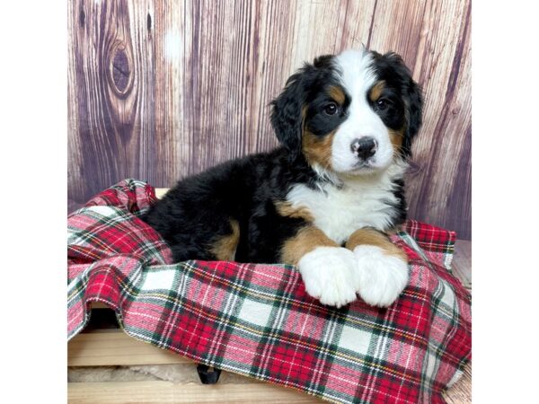 Bernese Mountain Dog DOG Female Black Tri 16771 Petland Fairfield, Ohio