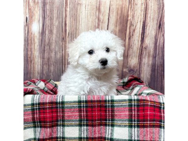 Bichon Frise-DOG-Female-White-16769-Petland Fairfield, Ohio