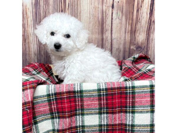 Bichon Frise-DOG-Male-White-16768-Petland Fairfield, Ohio