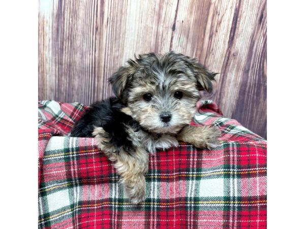 Morkie DOG Female Black/Tan 16767 Petland Fairfield, Ohio