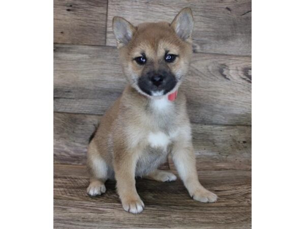 Shiba Inu DOG Female Red 16824 Petland Fairfield, Ohio