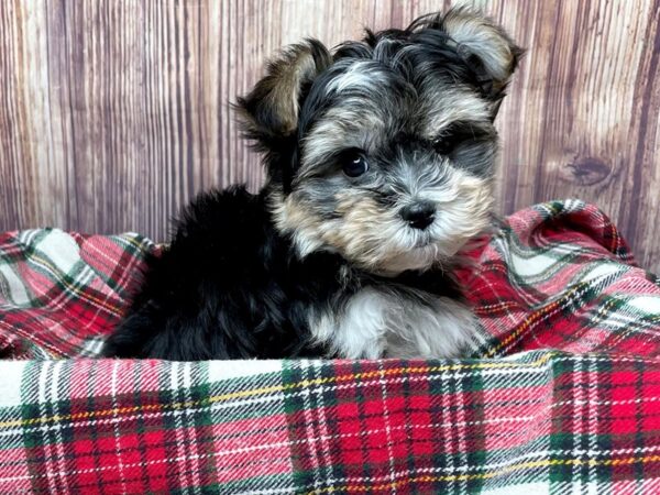 Morkie DOG Male Black/Tan 16766 Petland Fairfield, Ohio