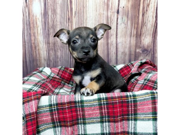 Chihuahua DOG Male Brown 16765 Petland Fairfield, Ohio