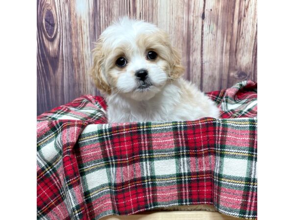 Pekapoo-DOG-Female-White/Brown-16764-Petland Fairfield, Ohio