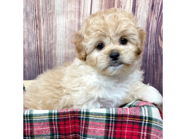 Pekapoo-DOG-Male-Apricot-16763-Petland Fairfield, Ohio