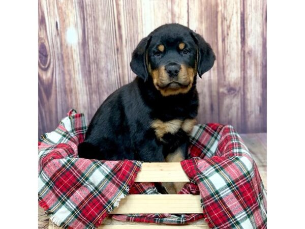 Rottweiler DOG Male Black/Tan 16780 Petland Fairfield, Ohio