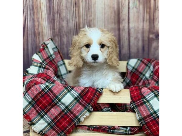 Cavapoo DOG Male Buff/White 16779 Petland Fairfield, Ohio