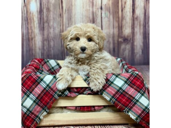 Bichapoo-DOG-Female-Buff-16774-Petland Fairfield, Ohio