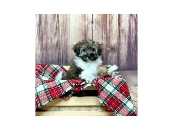 Havanese-DOG-Male-Sable / White-16773-Petland Fairfield, Ohio