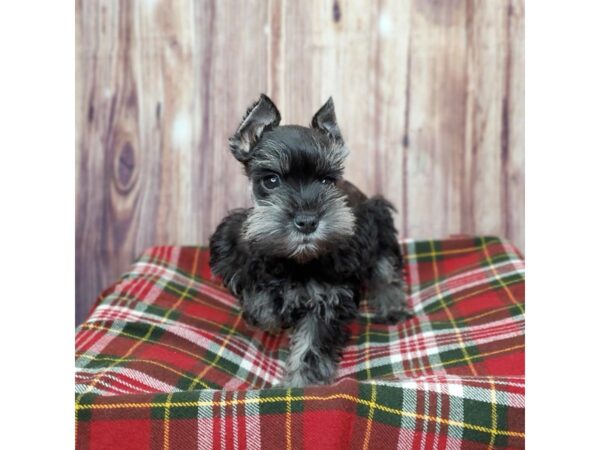 Miniature Schnauzer DOG Female Black / Silver 16796 Petland Fairfield, Ohio