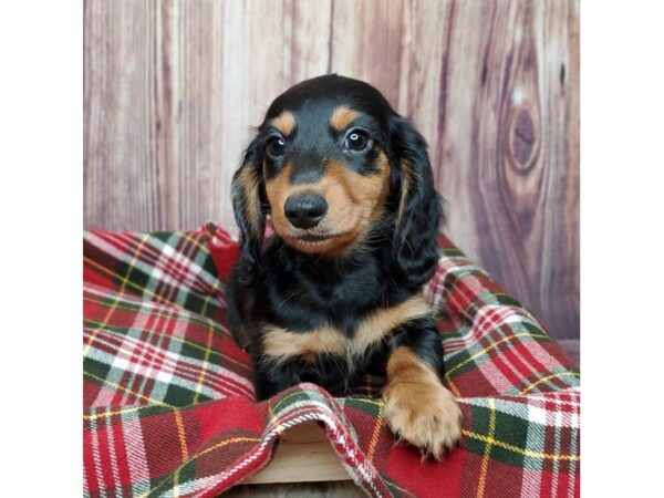 Dachshund DOG Male Black / Tan 16795 Petland Fairfield, Ohio