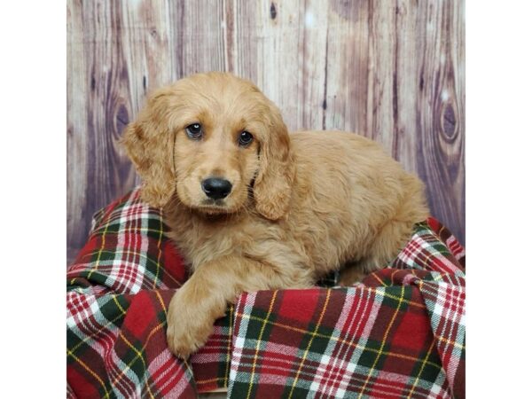 Goldendoodle DOG Female Red 16793 Petland Fairfield, Ohio