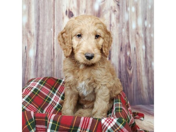 Goldendoodle DOG Male Red 16792 Petland Fairfield, Ohio