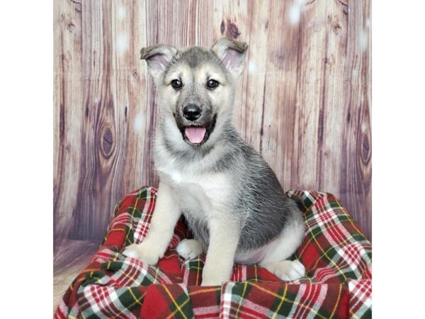 German Shepherd Dog DOG Female Black / Silver 16791 Petland Fairfield, Ohio