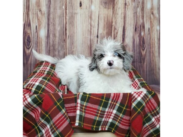 Mini Sheepadoodle-DOG-Male-Merle/White-16789-Petland Fairfield, Ohio