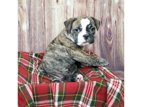 Olde English Bulldog-DOG-Female-Brindle-16788-Petland Fairfield, Ohio