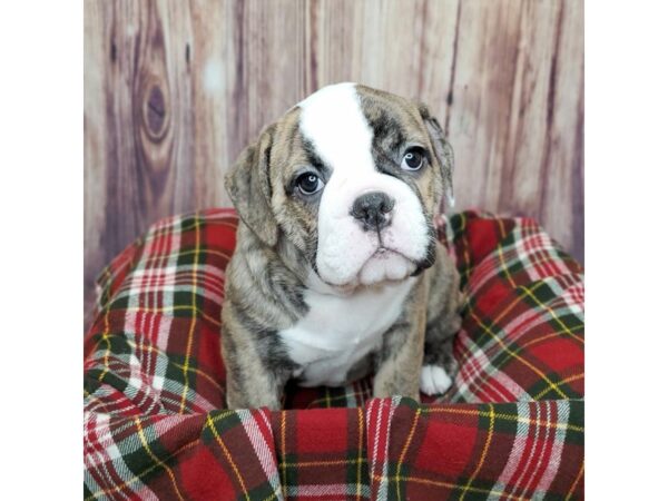 Olde English Bulldog DOG Male Brindle 16787 Petland Fairfield, Ohio