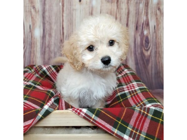 Cavachon DOG Female Apricot 16786 Petland Fairfield, Ohio