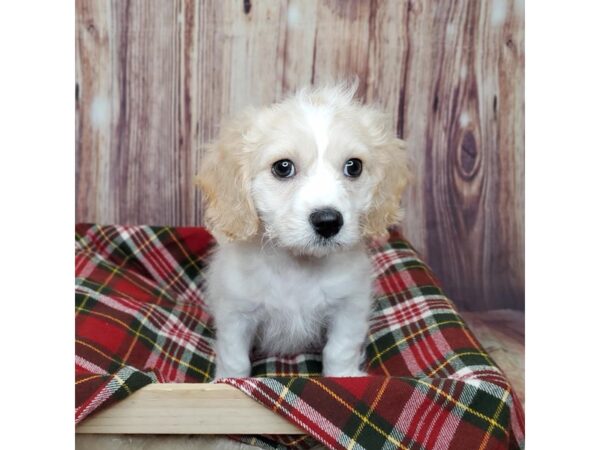 Cavachon DOG Male Cream/White 16785 Petland Fairfield, Ohio