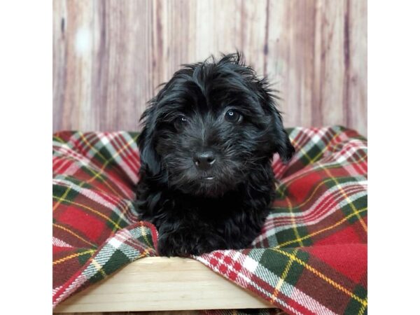 Yorkiepoo DOG Female Black 16782 Petland Fairfield, Ohio