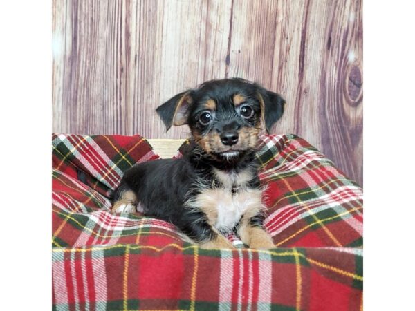 Chorkie-DOG-Male-Black/Tan-16783-Petland Fairfield, Ohio