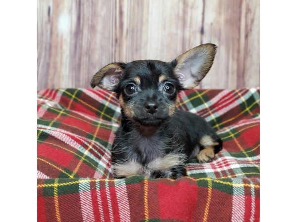 Chorkie-DOG-Female-Black/Tan-16784-Petland Fairfield, Ohio