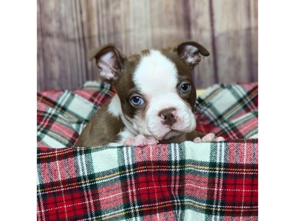 Boston Terrier DOG Male Red / White 16798 Petland Fairfield, Ohio