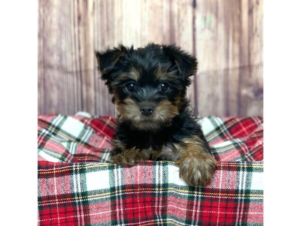 Silky Terrier-DOG-Male-Black / Tan-16799-Petland Fairfield, Ohio