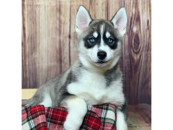 Siberian Husky DOG Female Gray / White 16800 Petland Fairfield, Ohio