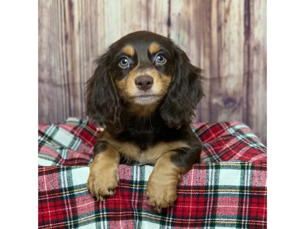 Dachshund-DOG-Male-Chocolate / Tan-16801-Petland Fairfield, Ohio