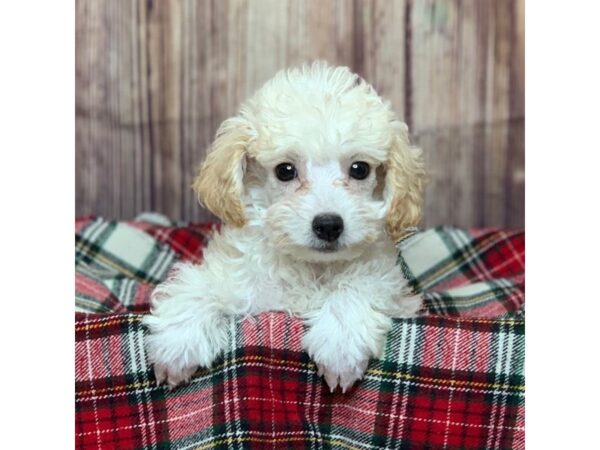 Poodle-DOG-Male-Apricot-16802-Petland Fairfield, Ohio