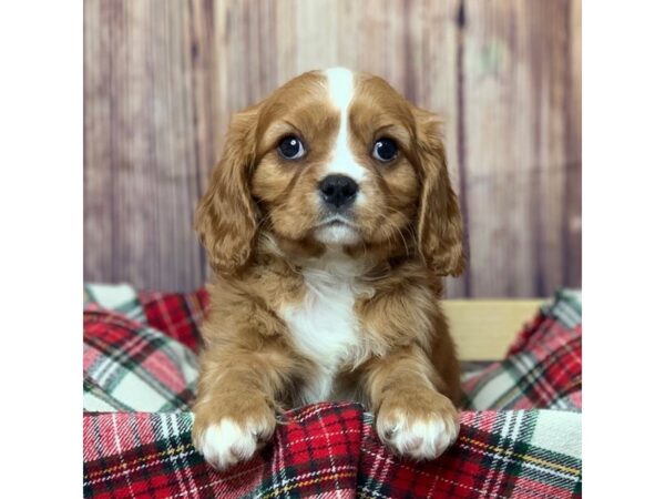 Cavalier King Charles Spaniel-DOG-Male-Red-16807-Petland Fairfield, Ohio