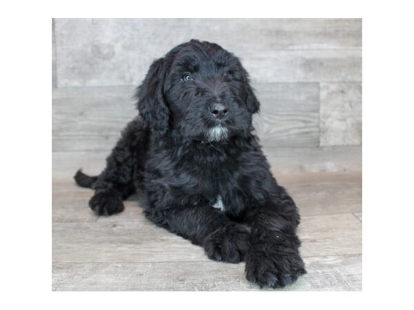 Aussiedoodle DOG Male Black 16826 Petland Fairfield, Ohio